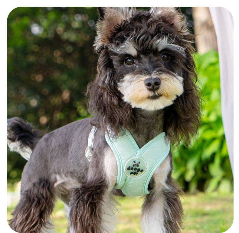 Schnauzer standing on grass wearing the mint green vest harness.