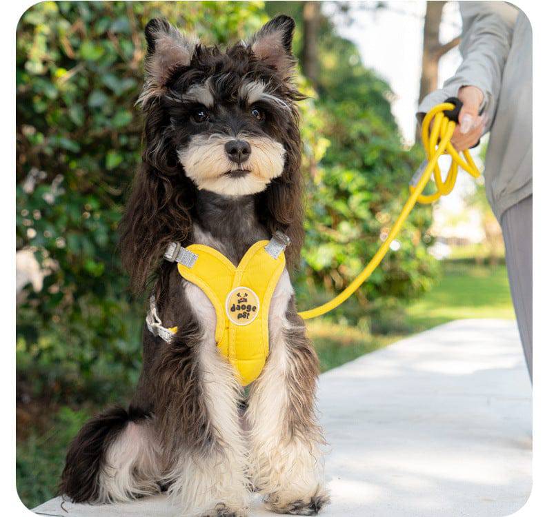 Owner walking a schnauzer on a sidewalk with the yellow vest harness and the matching yellow rope leash.