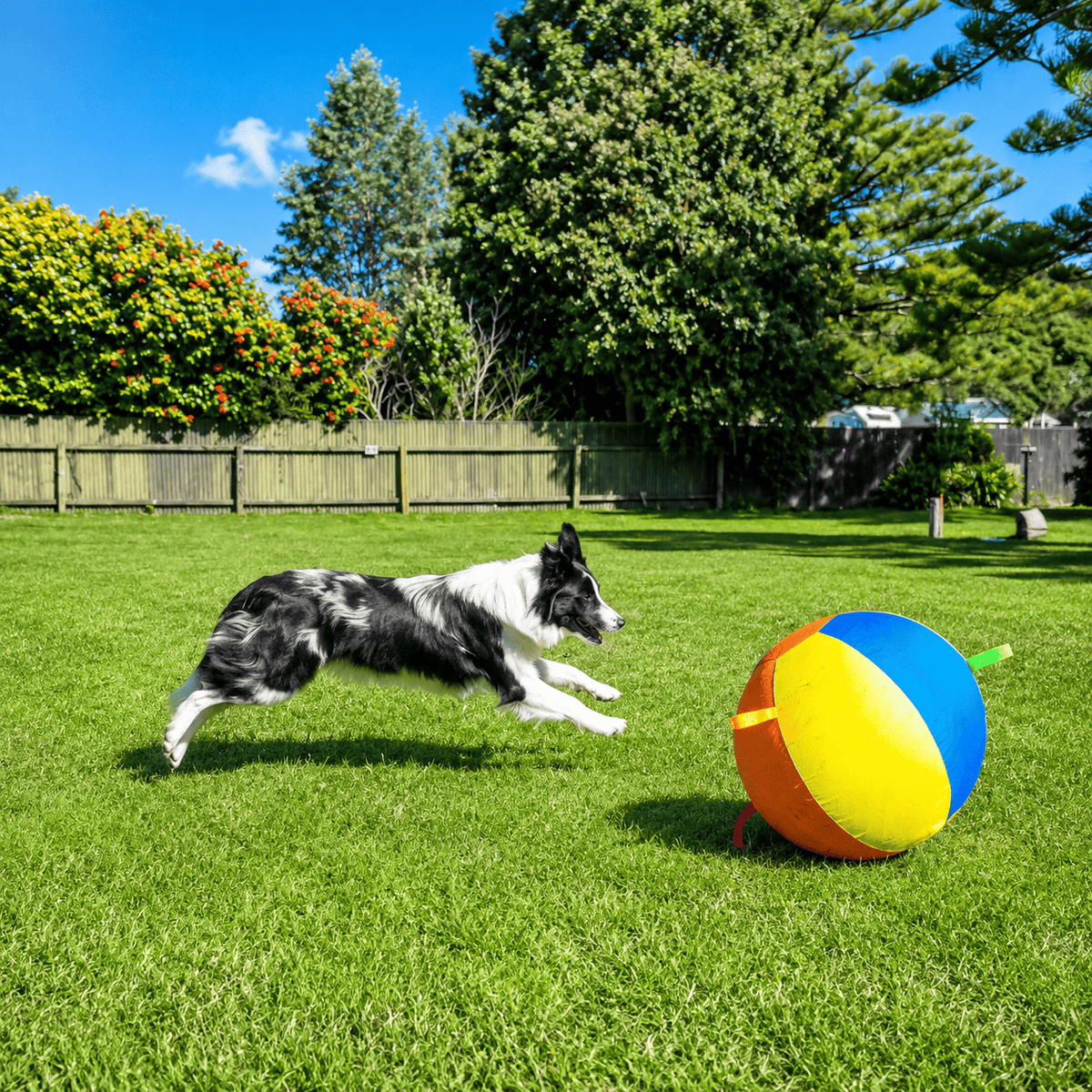 Border Collie running at full stretch toward the dog herding ball across a garden lawn