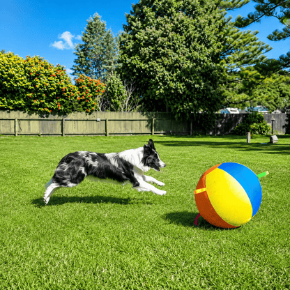 Border Collie running at full stretch toward the dog herding ball across a garden lawn