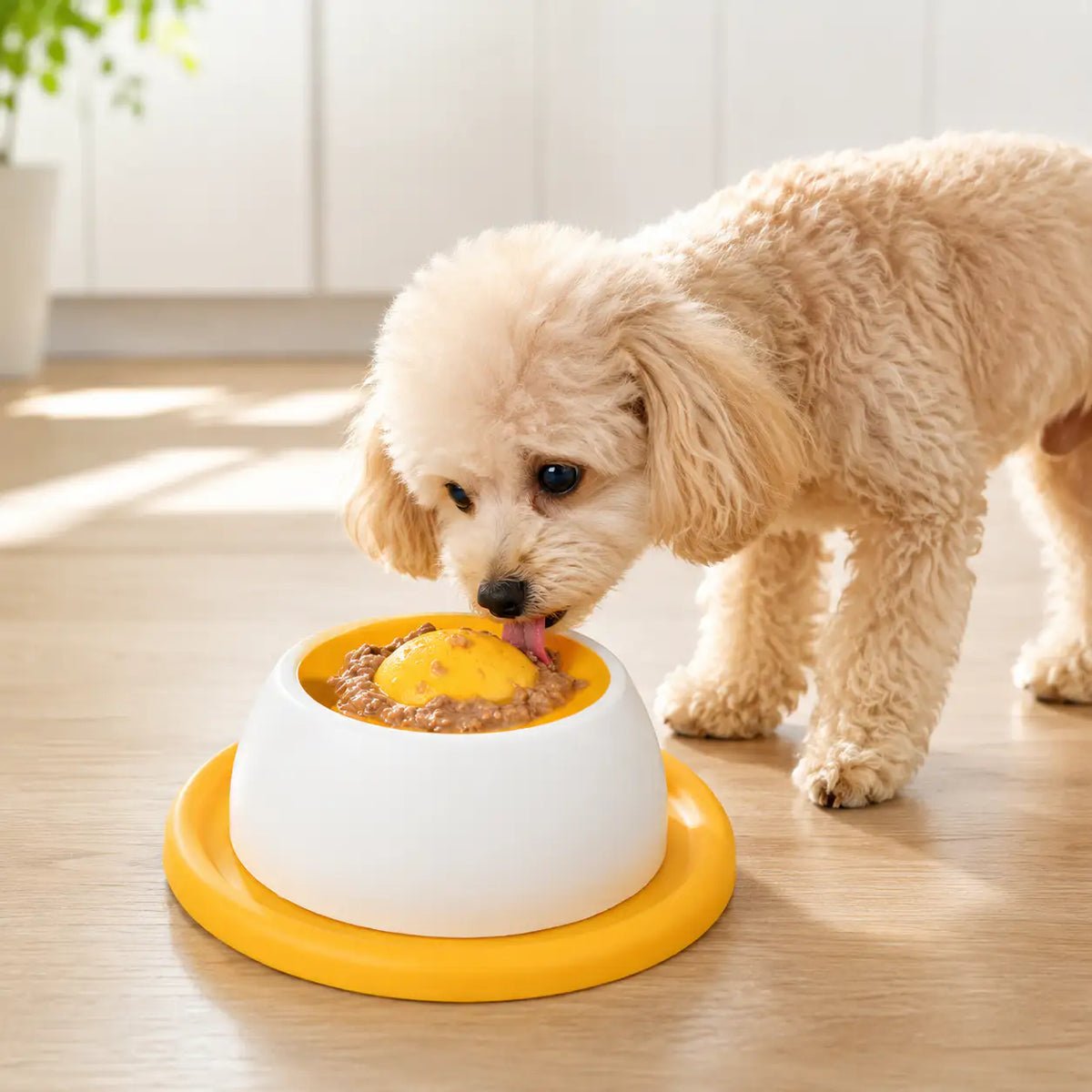Toy poodle licking the yellow dog lick bowl for small dogs on a wood floor.