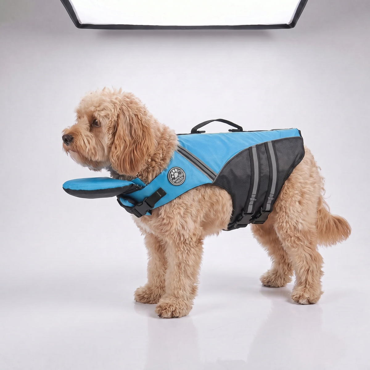 Blue dog life jacket shown on a cockapoo against a plain studio background