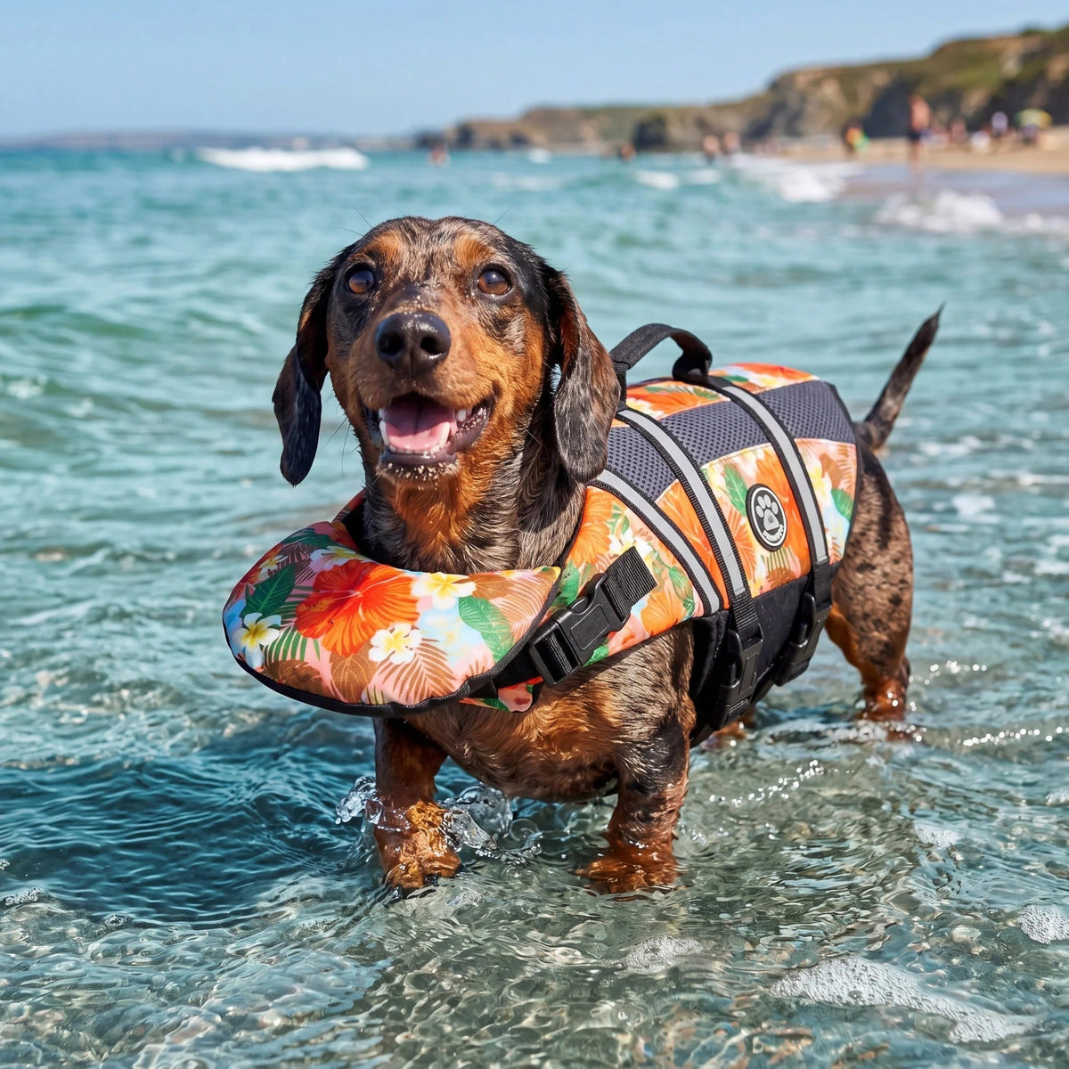 Dachshund standing in lake shallows wearing the floral orange dog life jacket