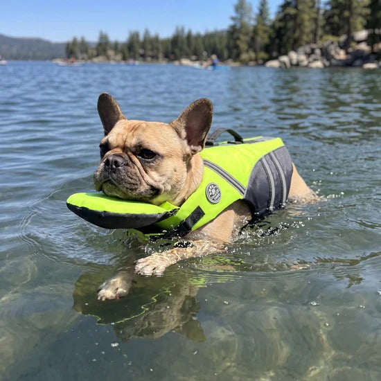 French Bulldog swimming across a lake with its head held clear of the water by the yellow jacket's chin float