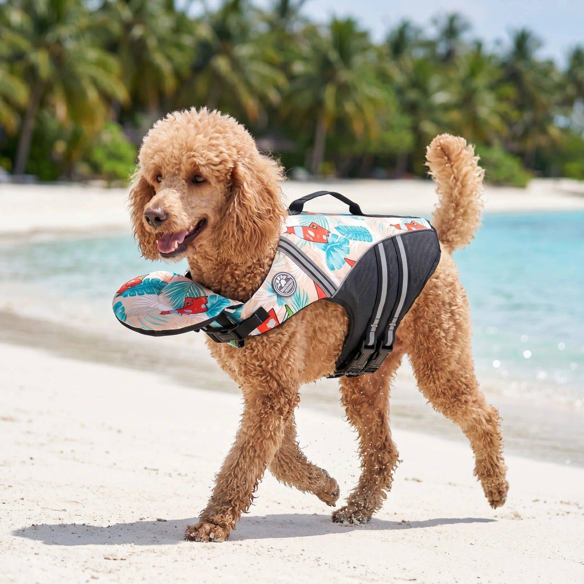 Apricot poodle walking along a tropical beach in the floral print dog life jacket
