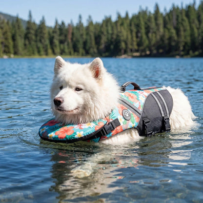 Samoyed floating calmly in a lake wearing the sailboat print dog life jacket
