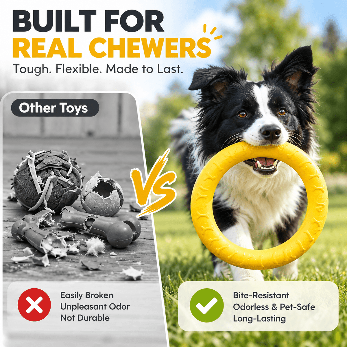 Comparison of torn-up toys beside a border collie holding the intact yellow dog ring toy.