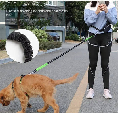 Runner on a sidewalk with a golden retriever ahead on the bungee leash, with a close-up showing the elastic cushioning extending to absorb the impact of a pull
