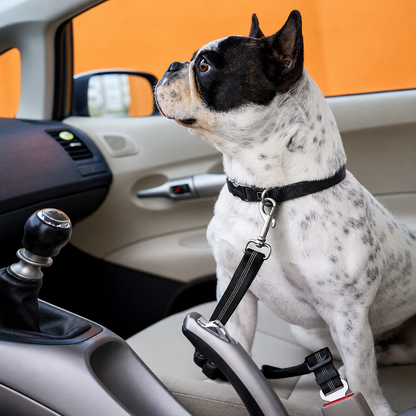 French Bulldog sitting up in a car seat clipped to the black bungee dog seat belt