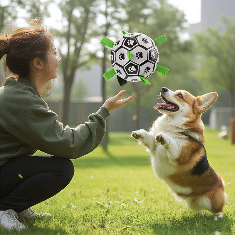 Corgi jumping for the dog soccer ball as its owner kneels on the grass holding it out by a tab