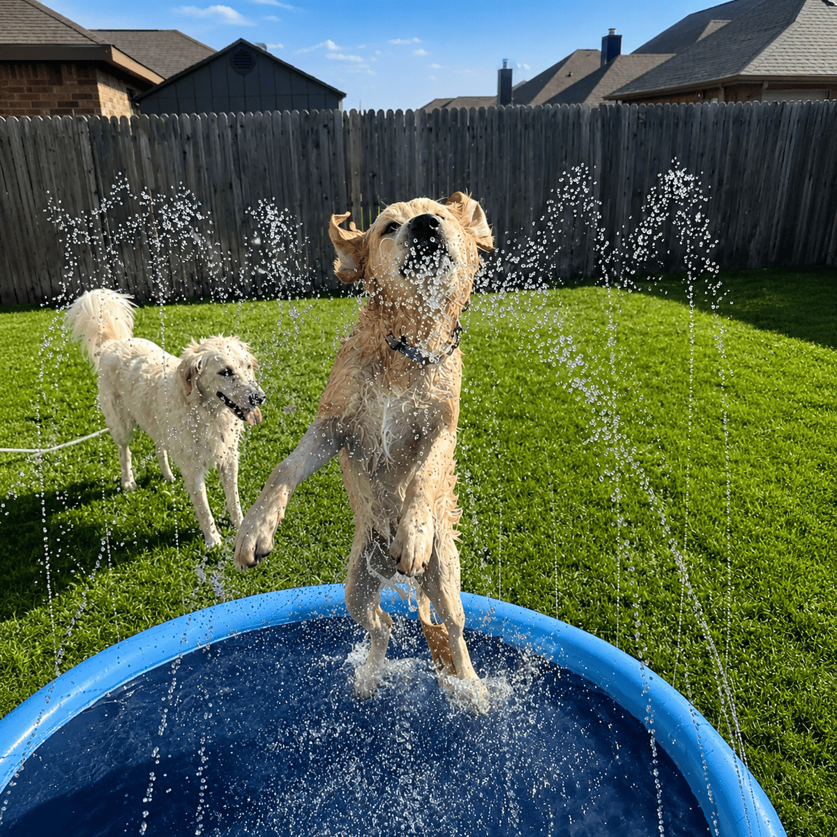 Two golden retrievers jumping through the sprinkler jets of the blue Noblias dog splash pad on a lawn.