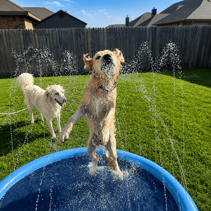 Two golden retrievers jumping through the sprinkler jets of the blue Noblias dog splash pad on a lawn.