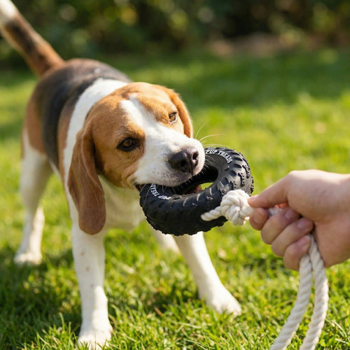 Beagle pulling hard on the rope of the black rubber tire chew toy while its owner holds the other end