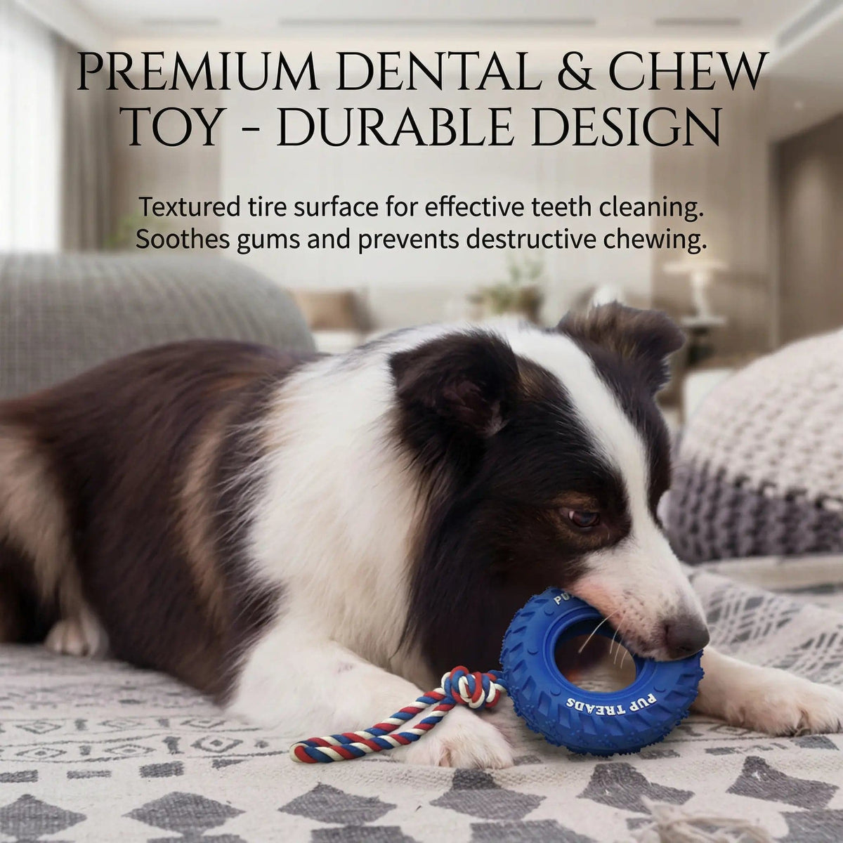 Border Collie lying on a rug chewing the blue rubber tire toy by its rope
