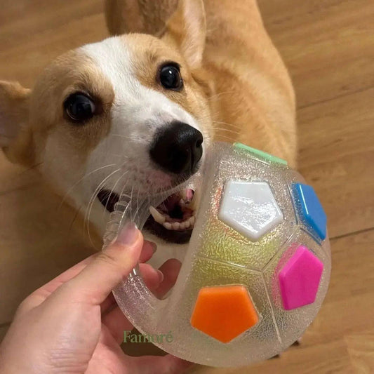 Corgi taking the translucent Noblias dog toy ball with handle from its owner's hand