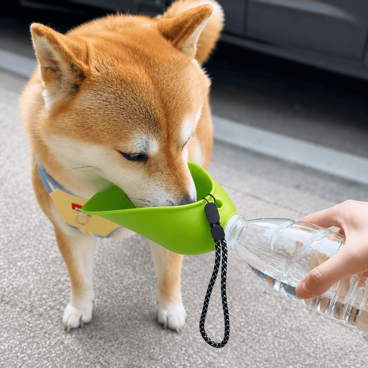A shiba inu drinking from the green silicone bowl of the Noblias water bottle attachment held out on a walk.