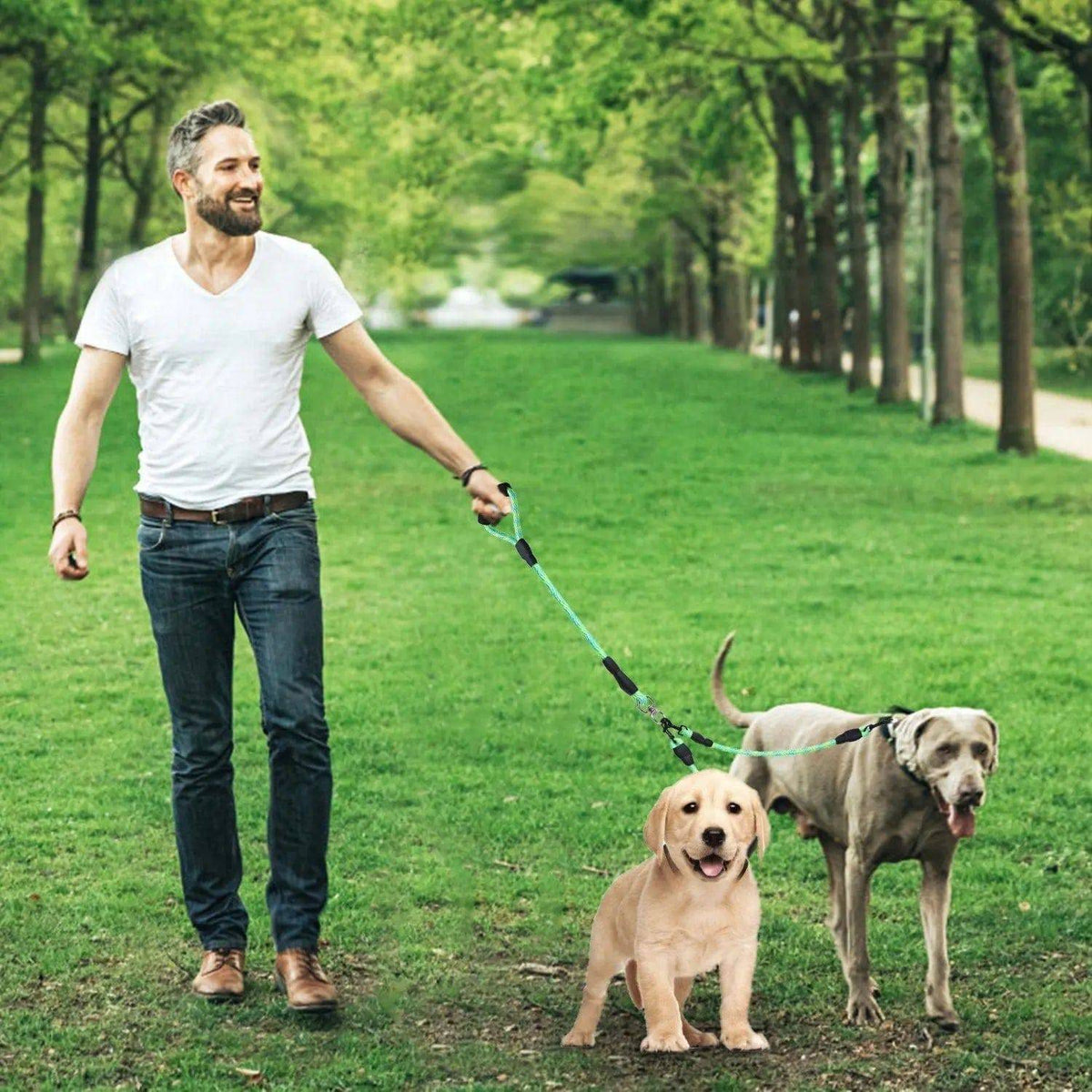 Man walking two Golden Retrievers on the rose red double dog leash across a lawn
