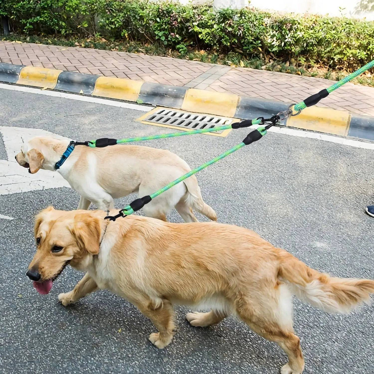 Two Golden Retrievers walking side by side on the green double dog leash