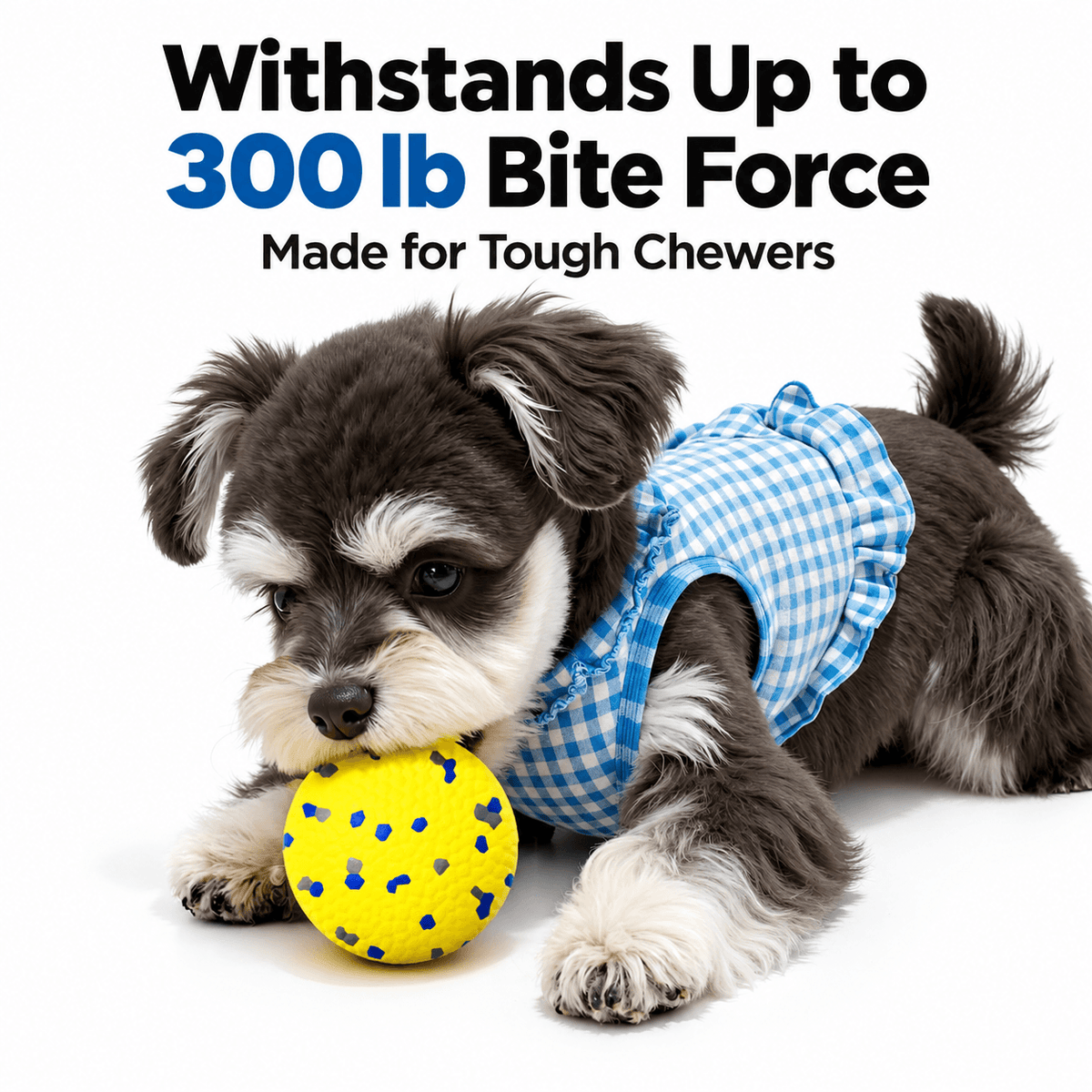 A schnauzer puppy in a gingham vest biting the yellow durable dog chew ball.