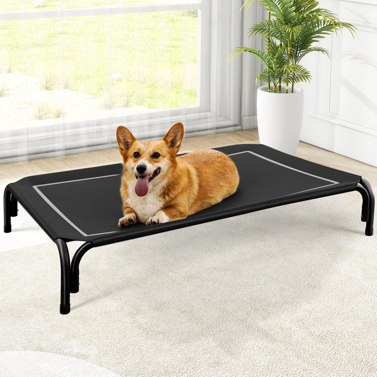 Corgi resting on the black elevated dog bed in a bright living room