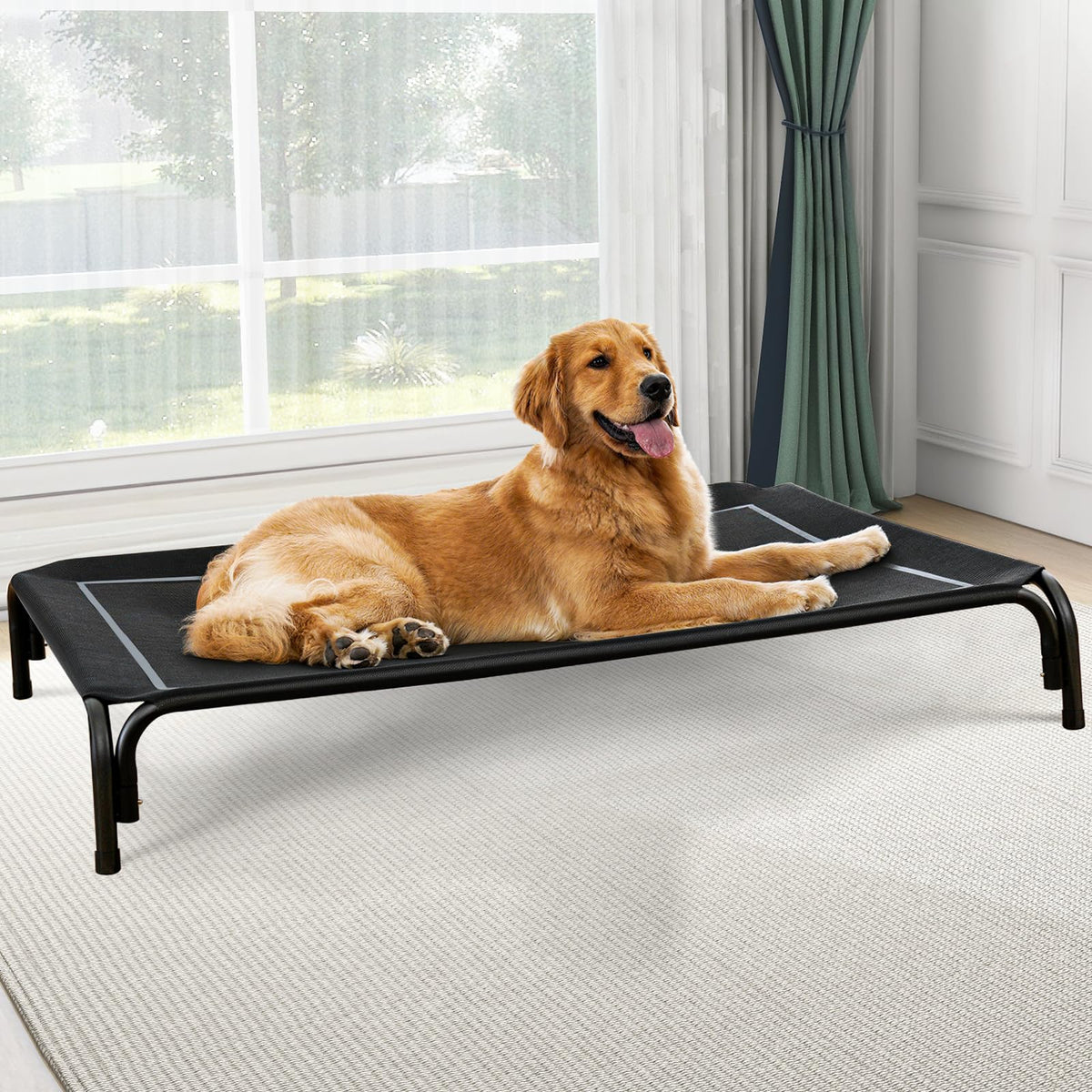 Golden Retriever stretched out on the black elevated dog bed beside a window