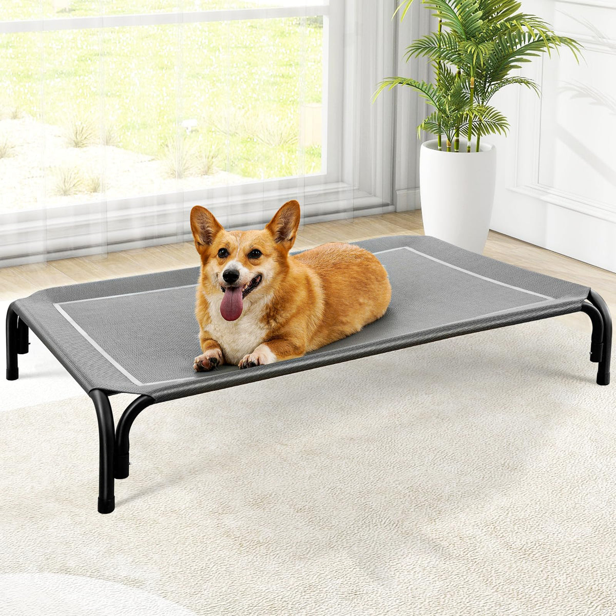 Corgi resting on the gray elevated dog bed in a bright living room