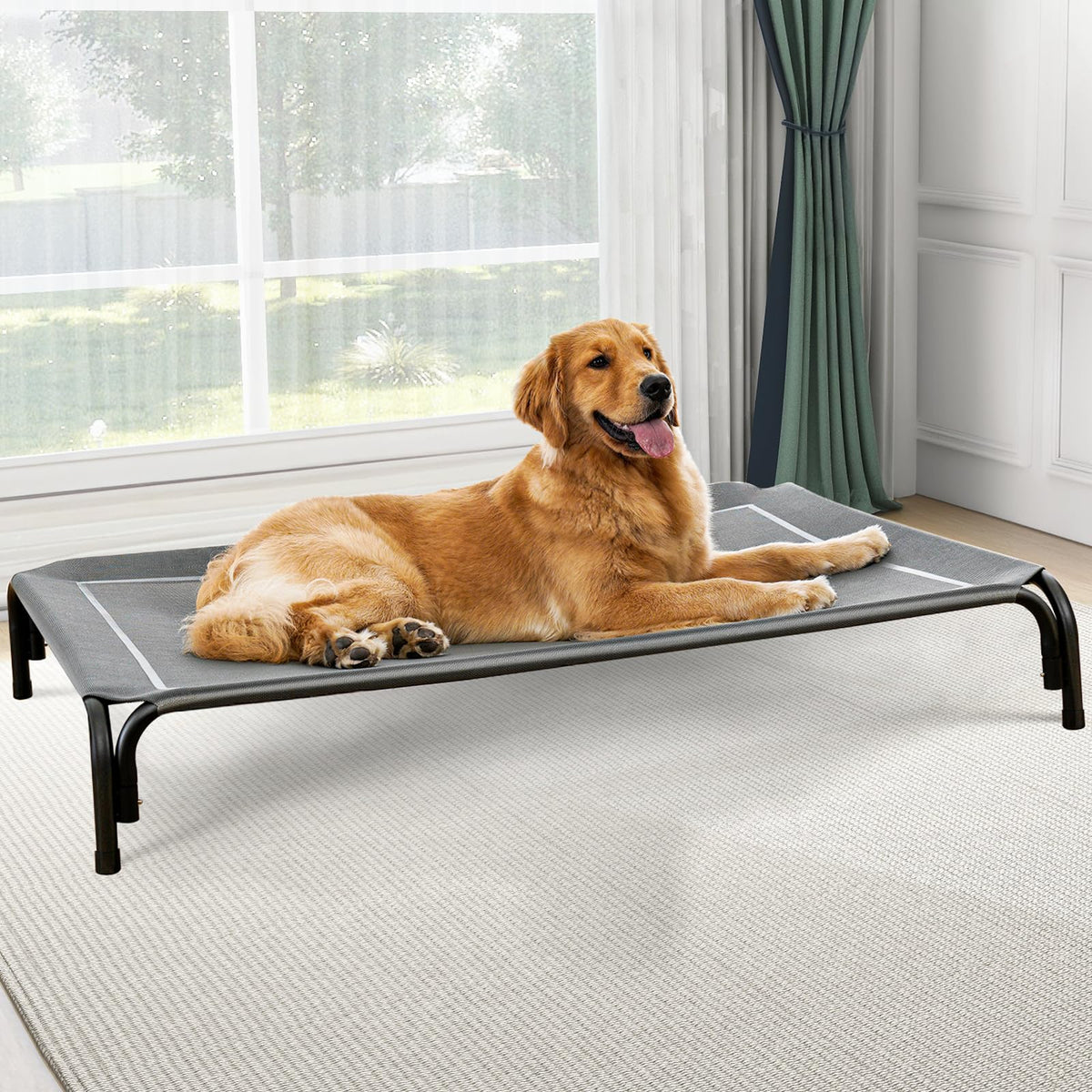 Golden Retriever stretched out on the gray elevated dog bed beside a window