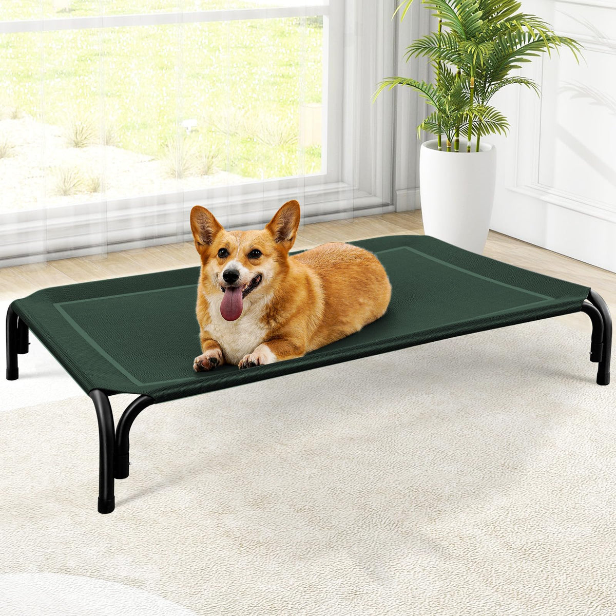 Corgi resting on the green elevated dog bed in a bright living room