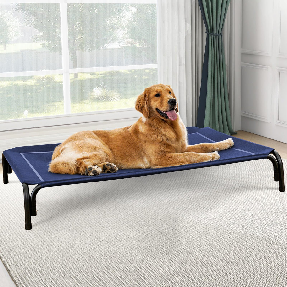 Golden Retriever stretched out on the navy blue elevated dog bed beside a window