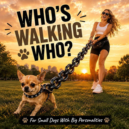 Who is walking who panel showing a Chihuahua leading its owner on the oversized fake chain leash at sunset, for small dogs with big personalities