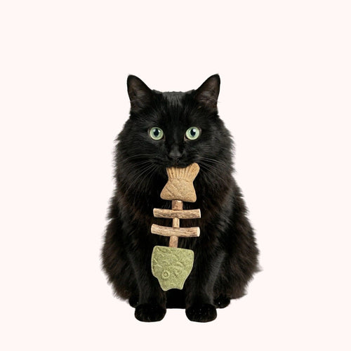 Black cat holding the Noblias fish bone cat dental chew toy, made of silvervine wood with a catnip head and a gall fruit tail.