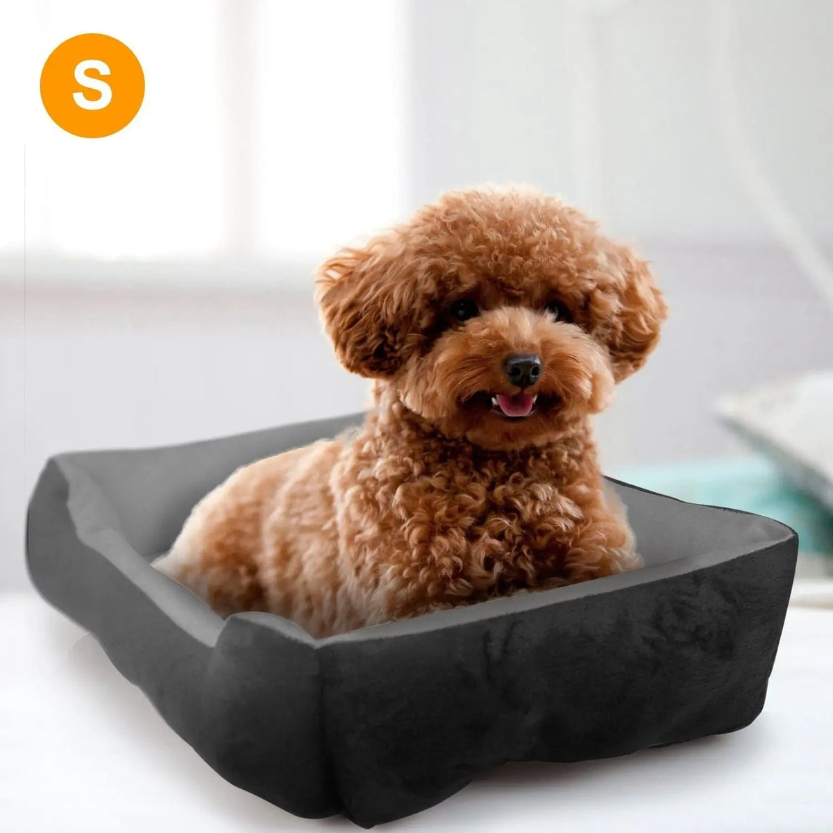 Toy poodle sitting in the size S black fleece bolster dog bed.