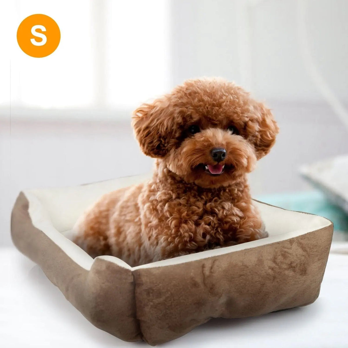 Toy poodle sitting in the size S brown fleece bolster dog bed.