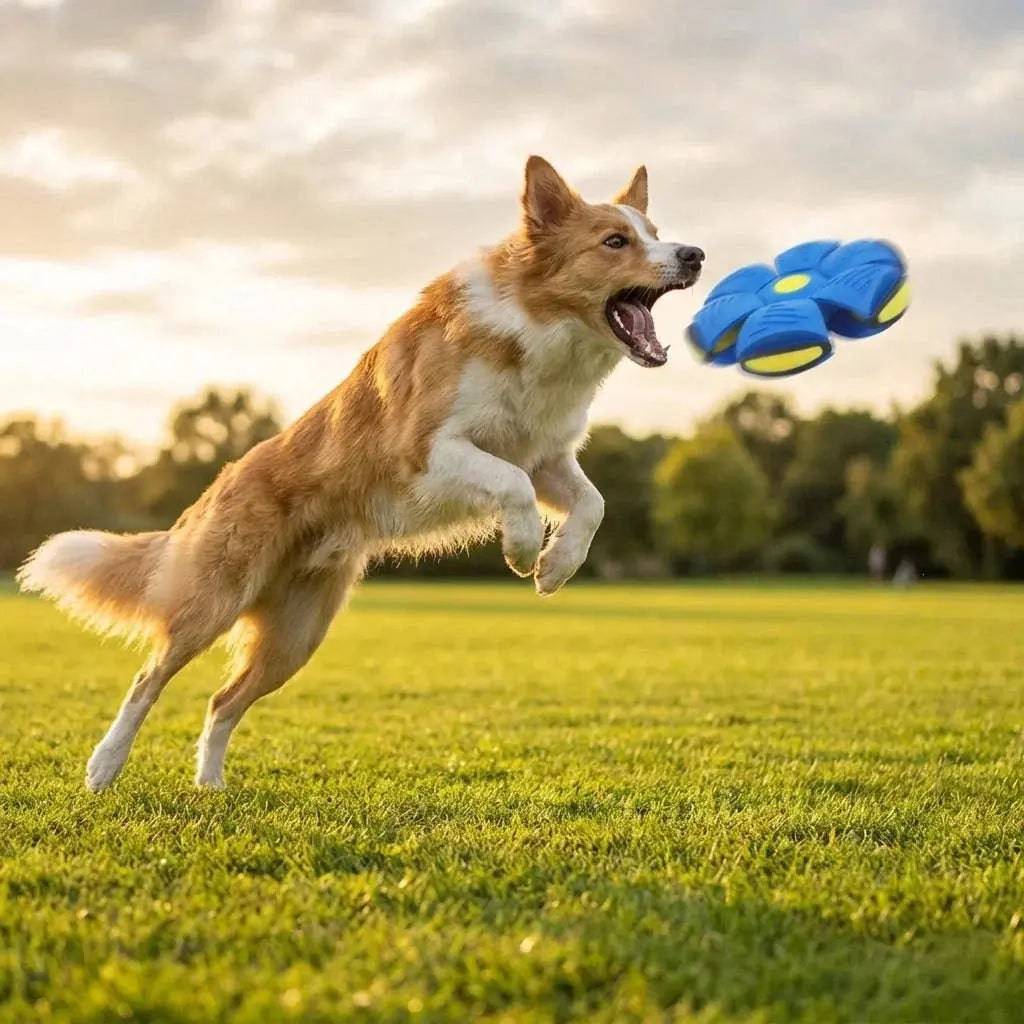 Border collie leaping to catch the blue flying saucer ball dog toy in a park.
