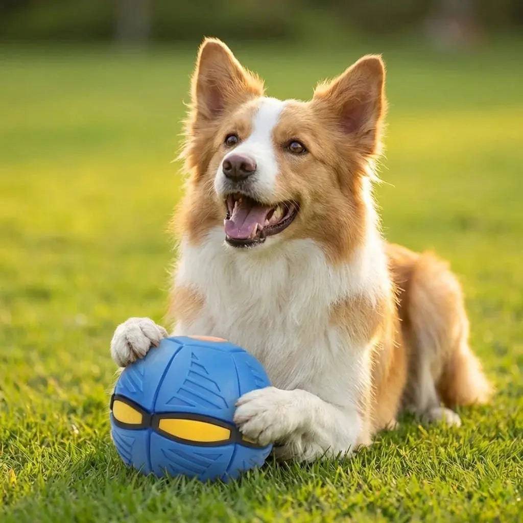 Border collie lying on grass with the blue flying saucer ball dog toy between its paws.