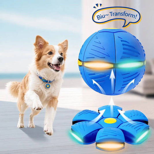 Dog watching the blue flying saucer ball dog toy pop from a ball into a flat disc.