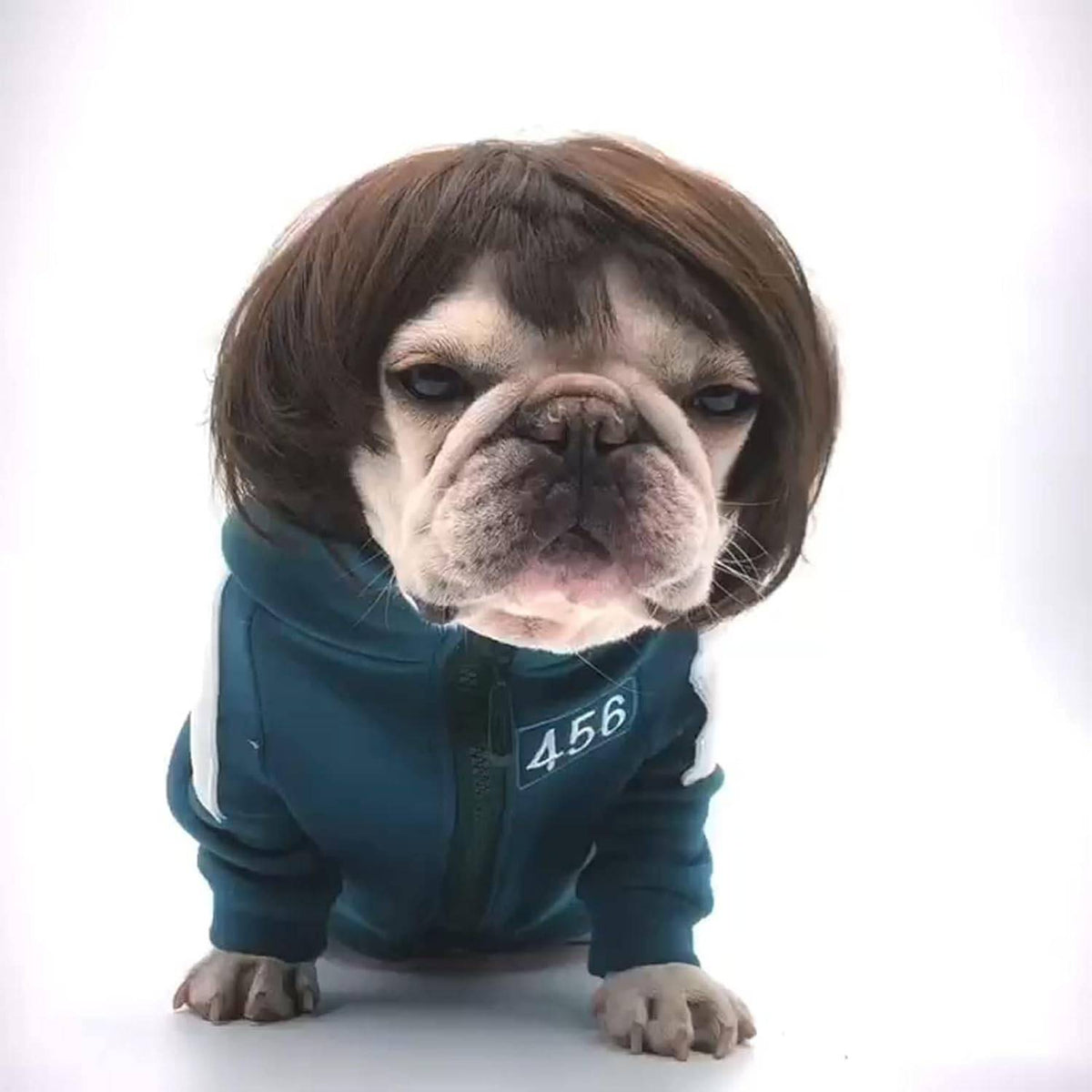 French bulldog in a hoodie wearing the brown Noblias funny dog wig for a costume photo.