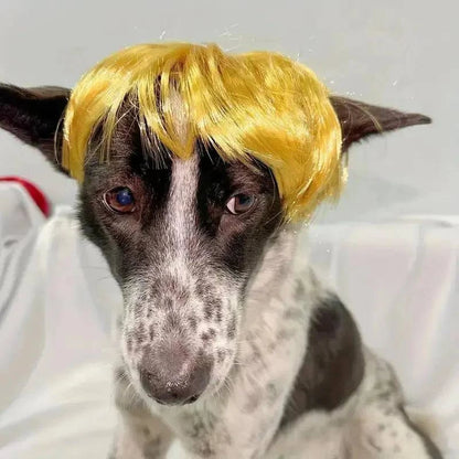 Dog wearing the golden Noblias funny pet wig, styled as a short bob with a straight fringe over the ears.