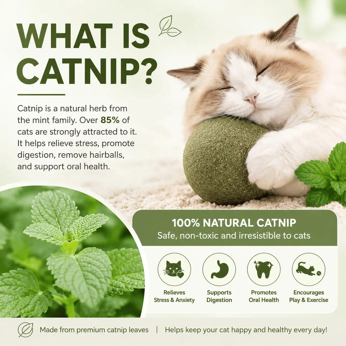 What is catnip infographic explaining that catnip is a herb from the mint family, with icons for stress relief, digestion, oral health and play