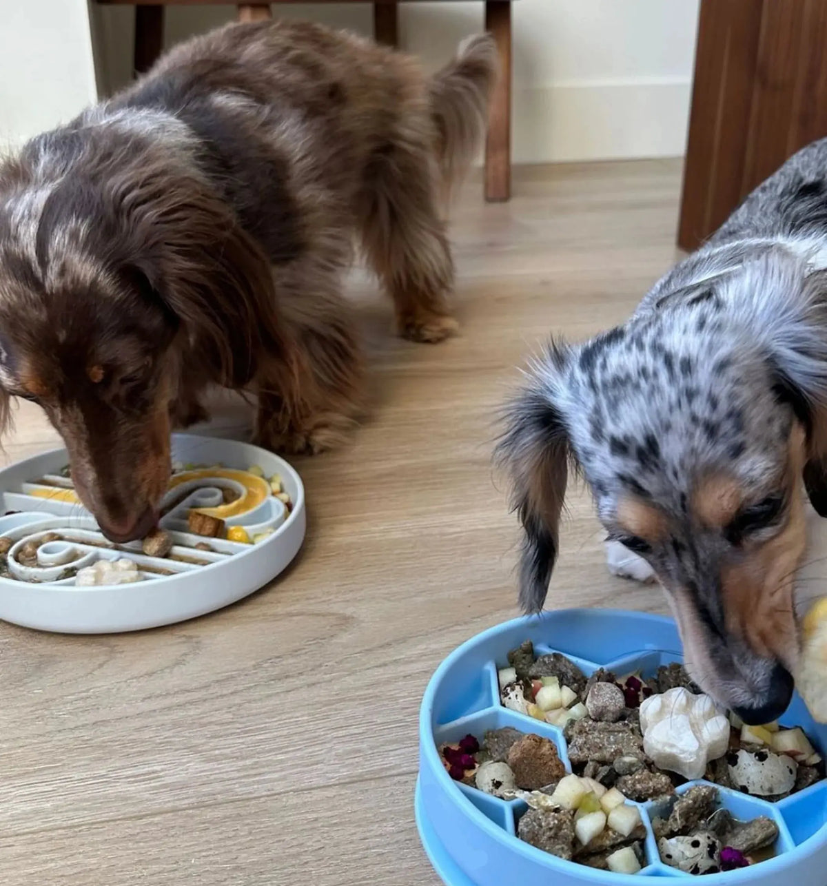 Two dachshunds eating from slow feeder bowls on a wooden floor, working through the honeycomb cells of the blue Noblias bowl.