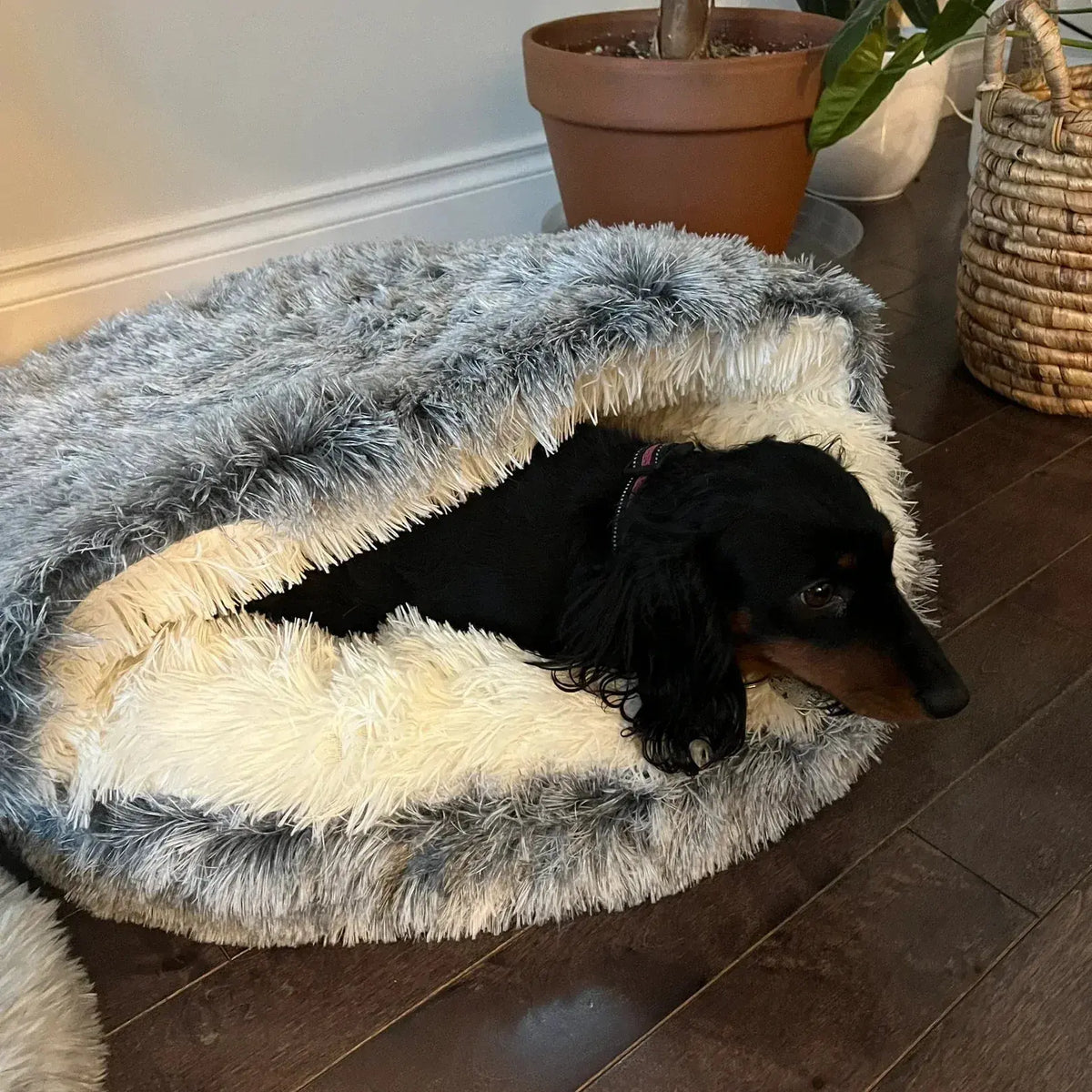 Long haired dachshund burrowed under the folded back hood of the Noblias calming cave pet bed.
