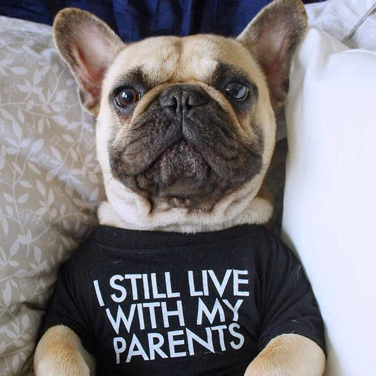 French Bulldog lying on a bed in the black I Still Live With My Parents dog shirt