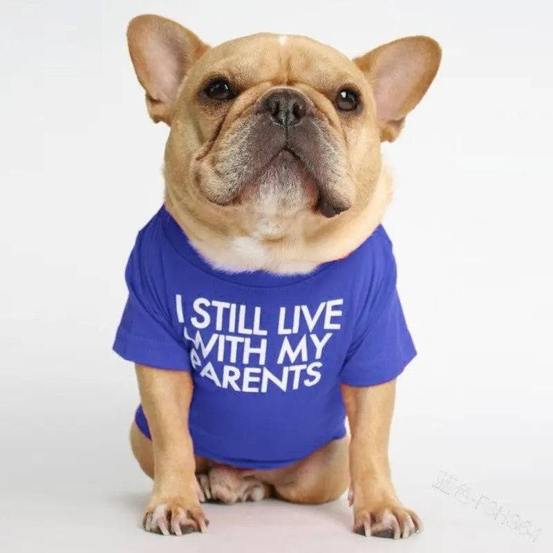 French Bulldog sitting in the royal blue I Still Live With My Parents dog shirt