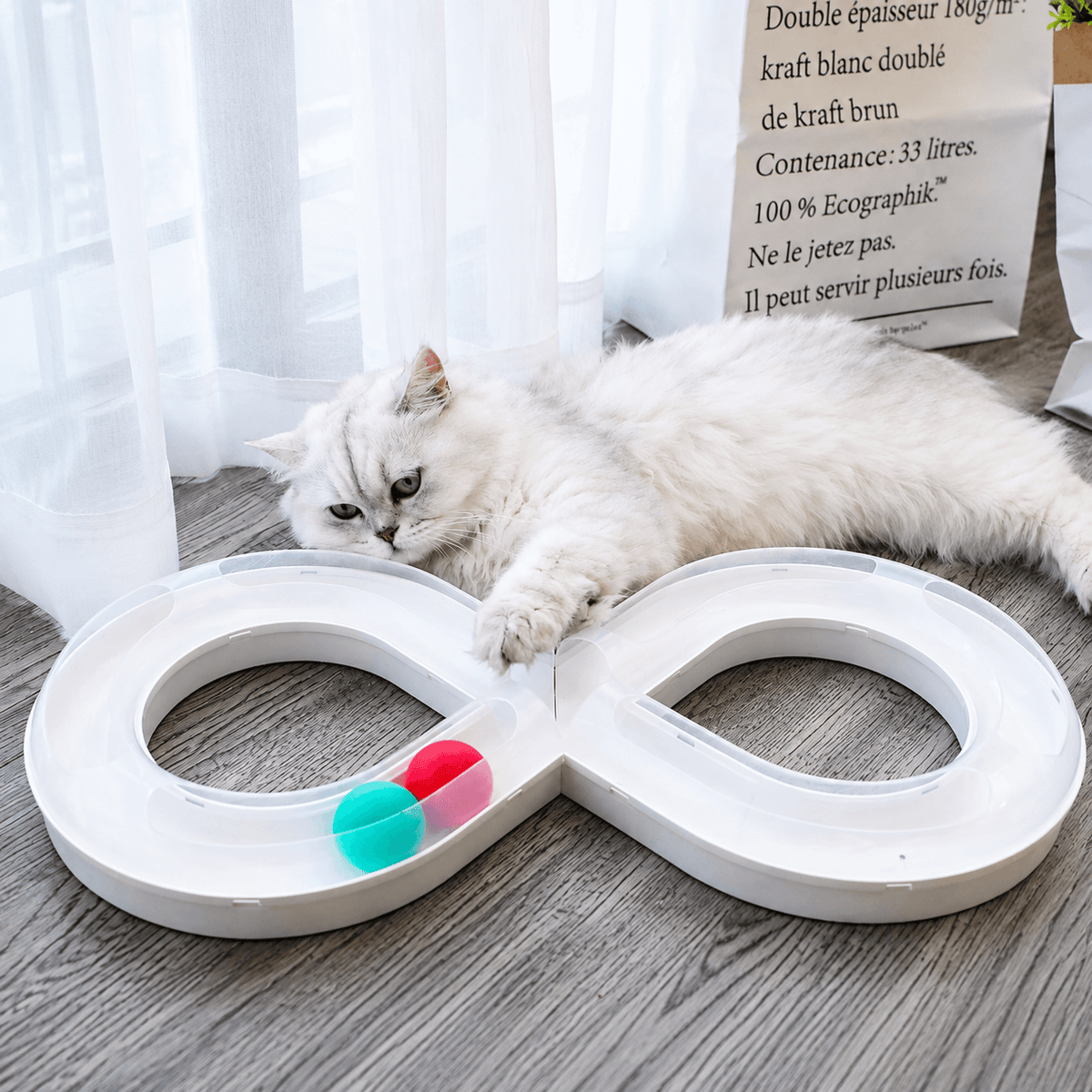 White Persian cat resting beside the white infinity cat track toy with red and teal balls on a wood floor.