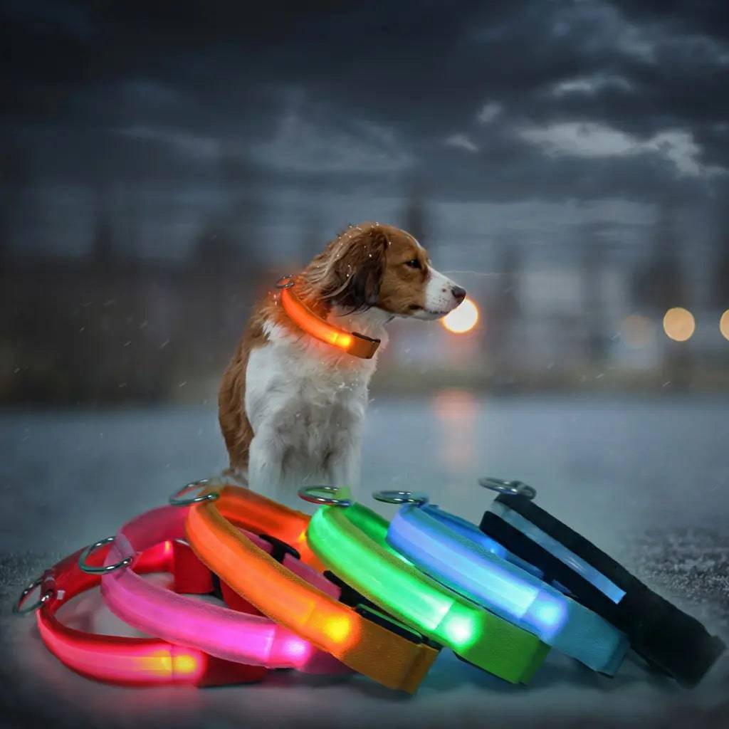 Noblias LED dog collar glowing around a pet neck during an evening walk.