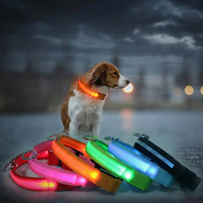 Noblias LED dog collar glowing around a pet neck during an evening walk.