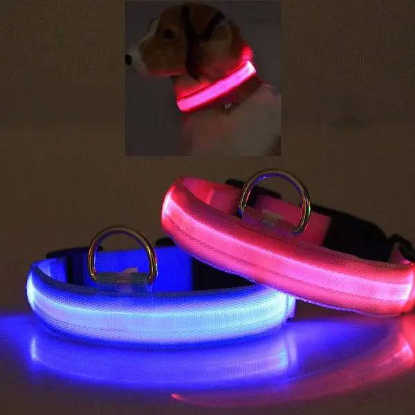 Blue and pink Noblias LED dog collars glowing, with a small dog wearing the pink collar at night.
