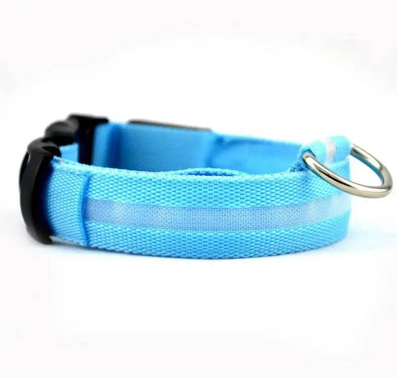 Blue Noblias LED dog collar glowing in the dark.