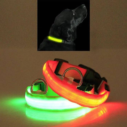 Green and orange Noblias LED dog collars glowing, with a large black dog wearing the green collar on a night walk.