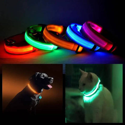 Noblias LED dog collar on a black dog and a white cat at night, with the red, orange, green, blue and pink collars glowing.